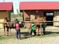 Konie przed jazdą muszą być dokładnie wyczyszczone a zimowej sierści jeszcze tak dużo.